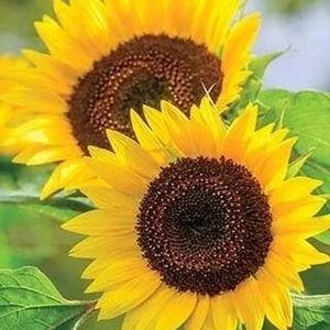 Meet your Posher, Luz elena